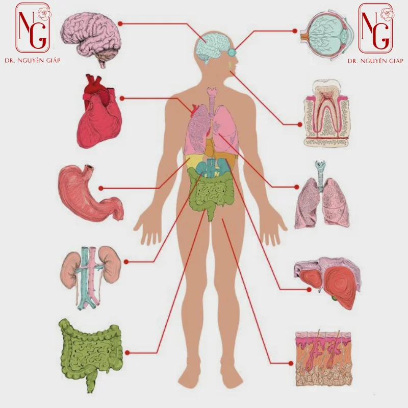 cac-co-quan-san-xuat-hormone-trong-co-the-con-nguoi cac co quan san xuat hormone trong co the con nguoi