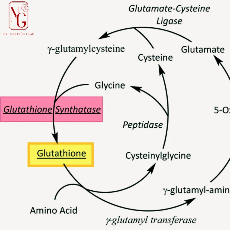 co-cover-glutathione-uc-cover-melanin-French-big-fashion-luxury co che glutathione uc che melanin French leather luxury