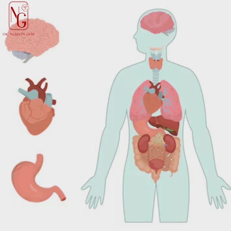 vai-tro-cua-hormone-trong-dieu-tiet-co-the vai tro cua hormone trong dieu tiet co the